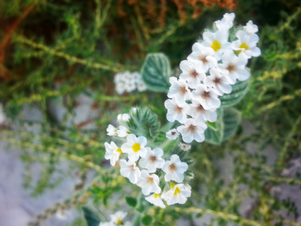 Bodrum'dan mis gibi iekler