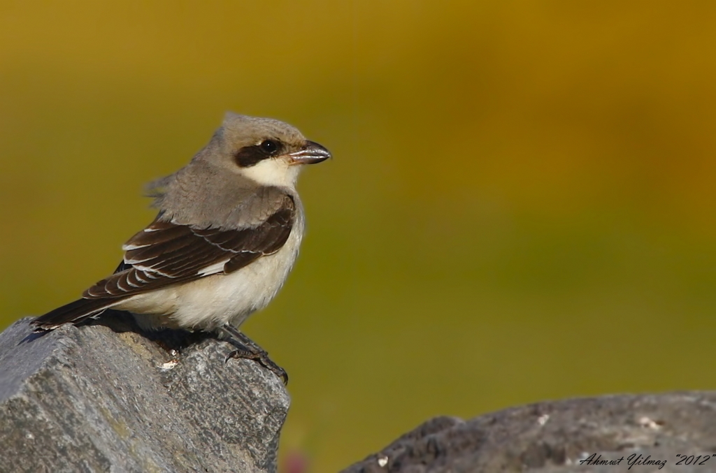 Kara alnl rmcek kusu