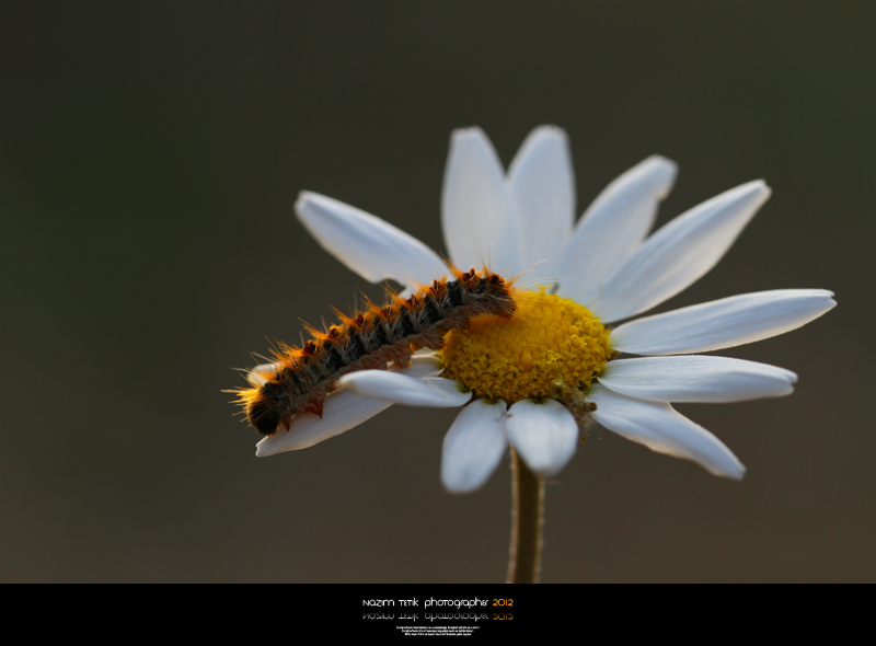 ... ::: Gezinti ::: ... 