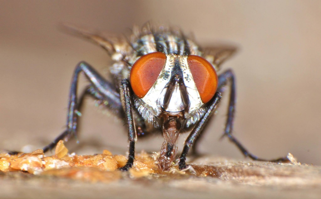 afiyet olsun panpaa :)