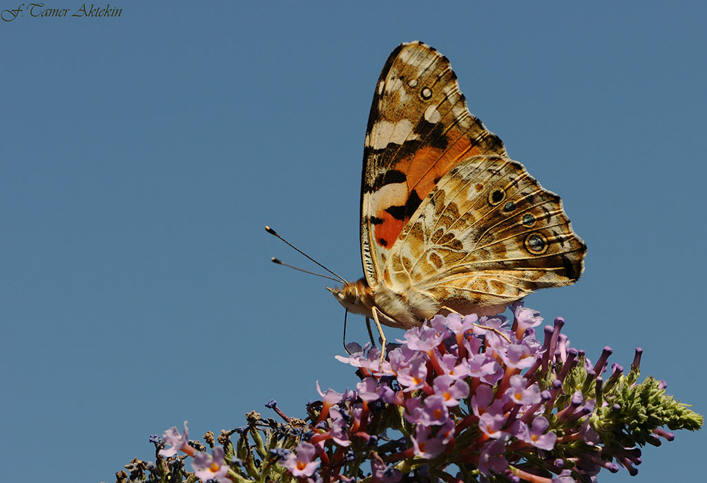 Vanessa Cardui Linnaeus(Diken kelebei)