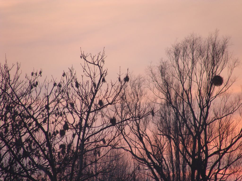 Yuvay� di�i ku� yapar