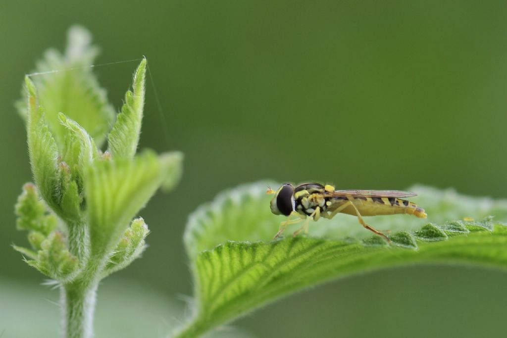 Isrgan Otu  Ve  'Hoverfly'