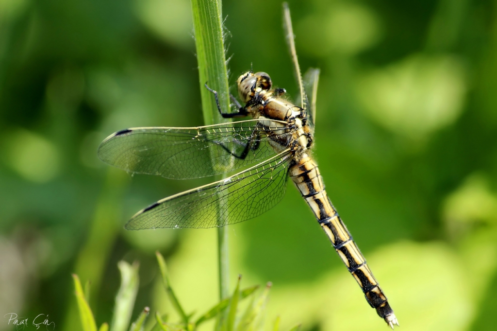 De�i�iklik Olsun :)