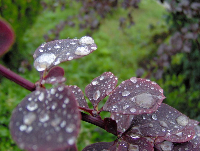 yamur , yamur , yamur . . . . .