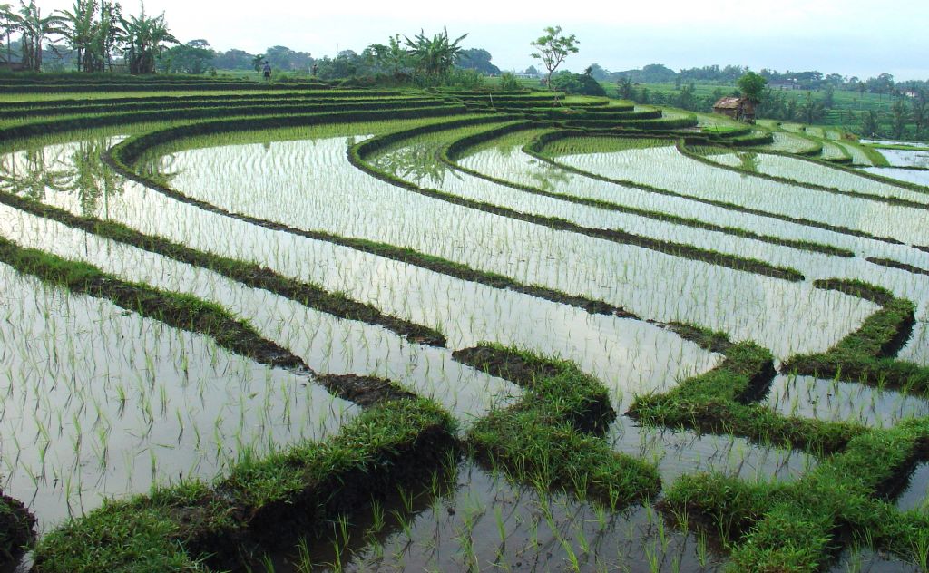bali, kuta-tanah lot arasnda pirin teraslar