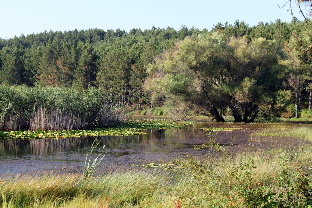 Do�a ��in . . .