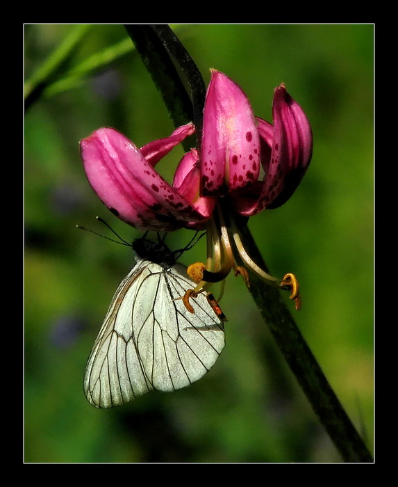 Al�� kelebe�i ve Lilyum