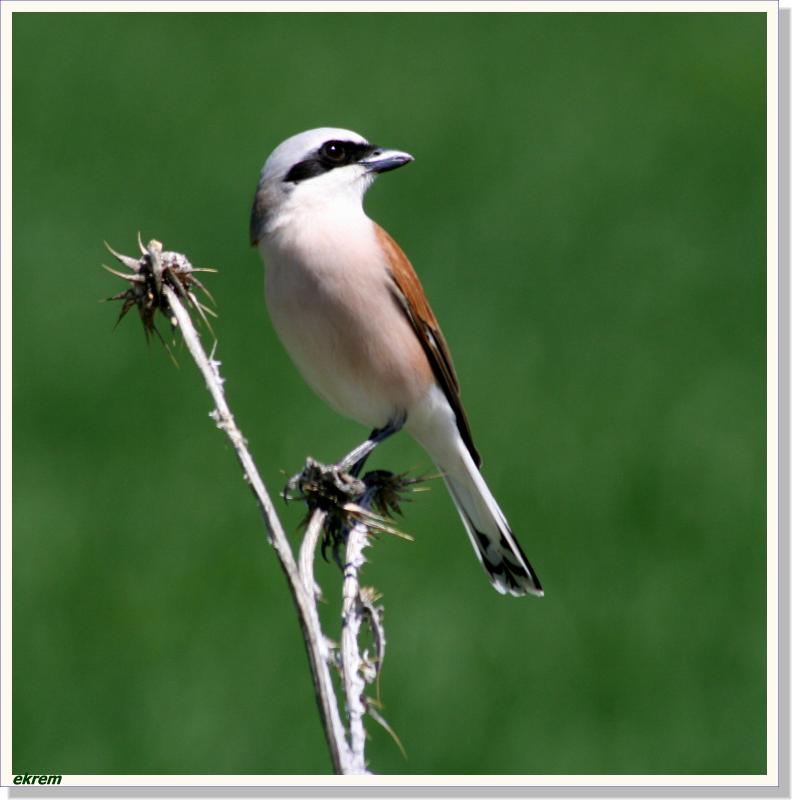 KIZIL SIRTLI RMCEK KUU 2