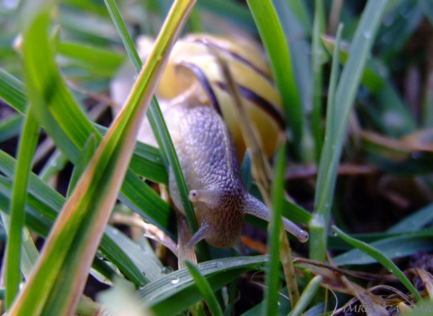 S�m�kl� b�cek :)