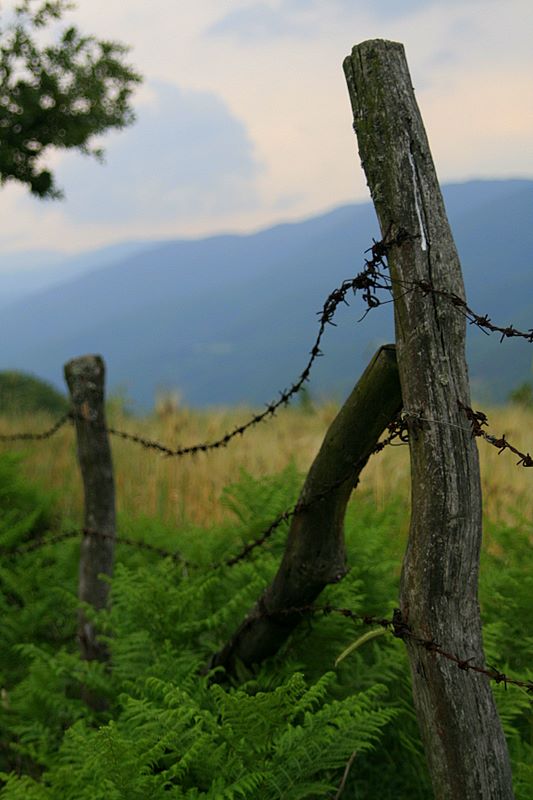 dikenden ba�ka mahs�l yok..