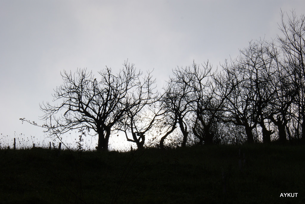 G�ne�in do�u�u...