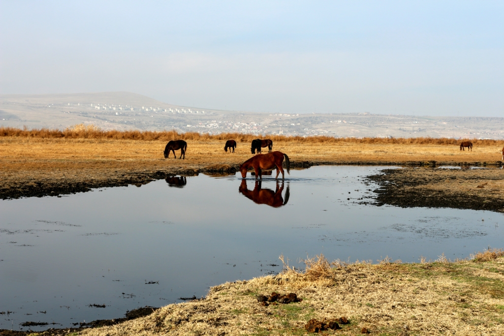 Kayseri ylk atlar 