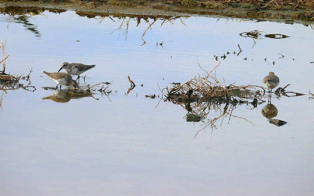  Karakar�nl� Kumku�u