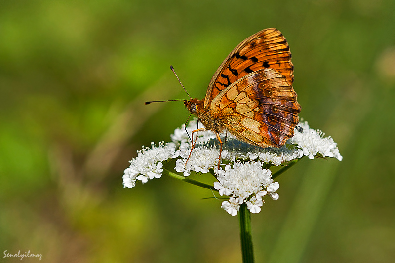 Rengarenk yaamlar...