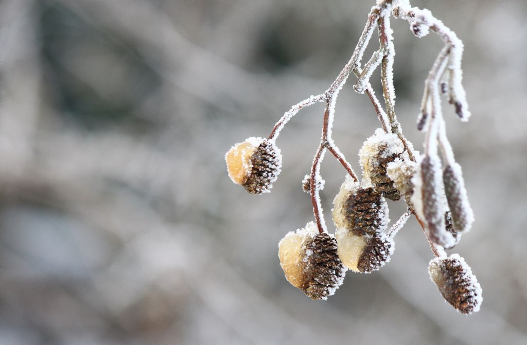 yeni yiliniz kutlu olsun