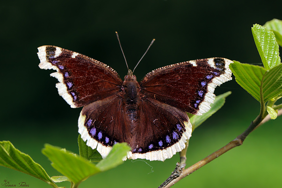 Sar�bandl� Kadife