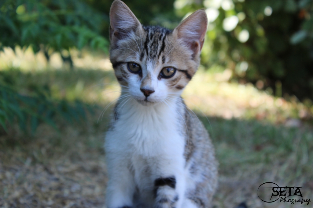 Antalya Falezlerde ki Kedi :)