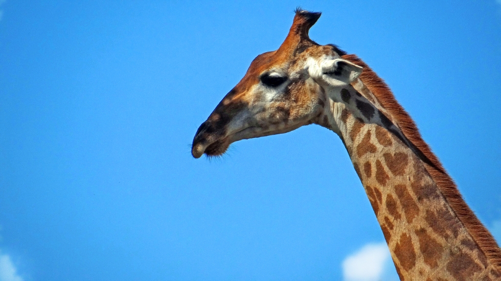 Giraffa Camelopardalis