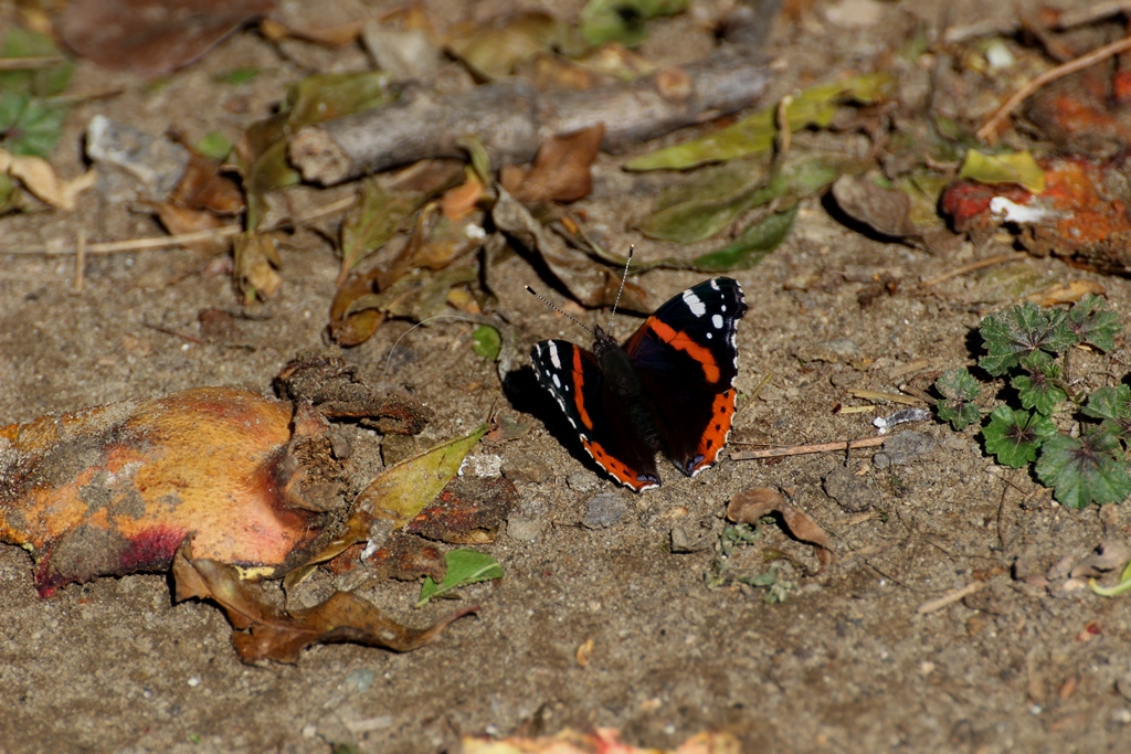 Kelebek (Vanessa atalanta)