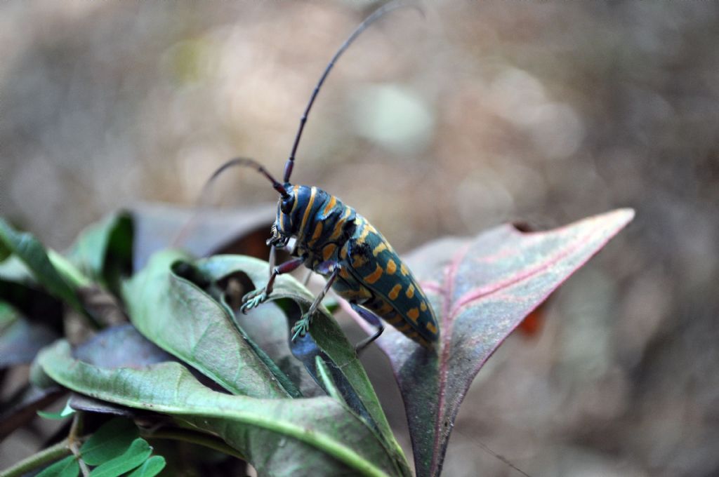 Yellow pointed green back bug...