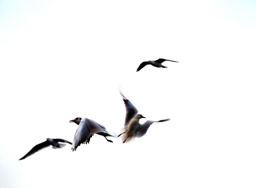 mart�lar�n dans�