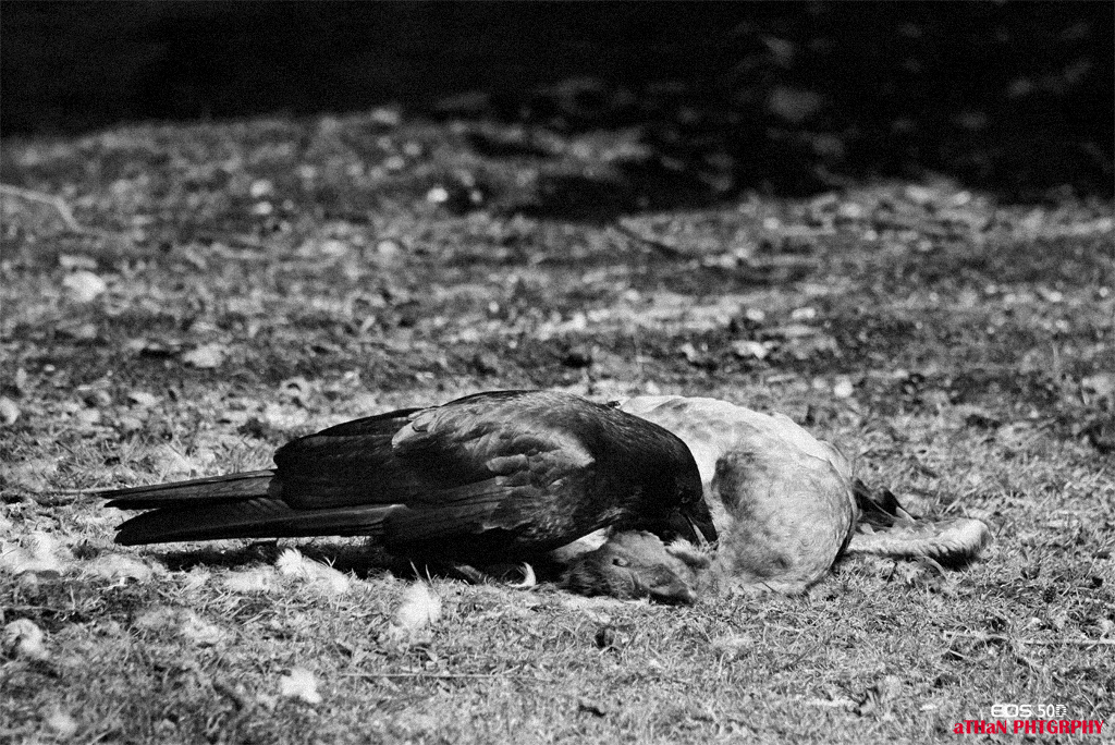 Tabiat ana'nn yasalar