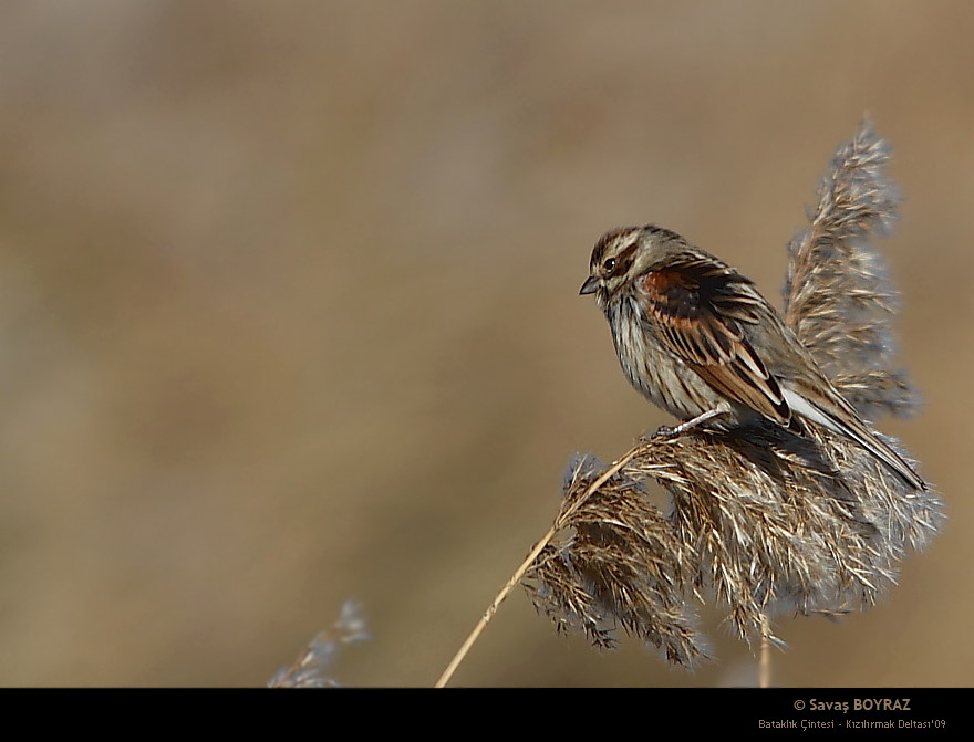 Bataklk intesi / Emberiza schoeniclus