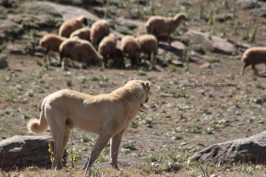 Beni oraya getirtemyinnnn :))