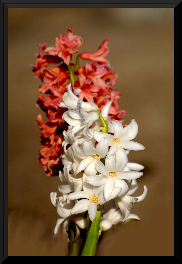 Bahcemizin guzelleri..