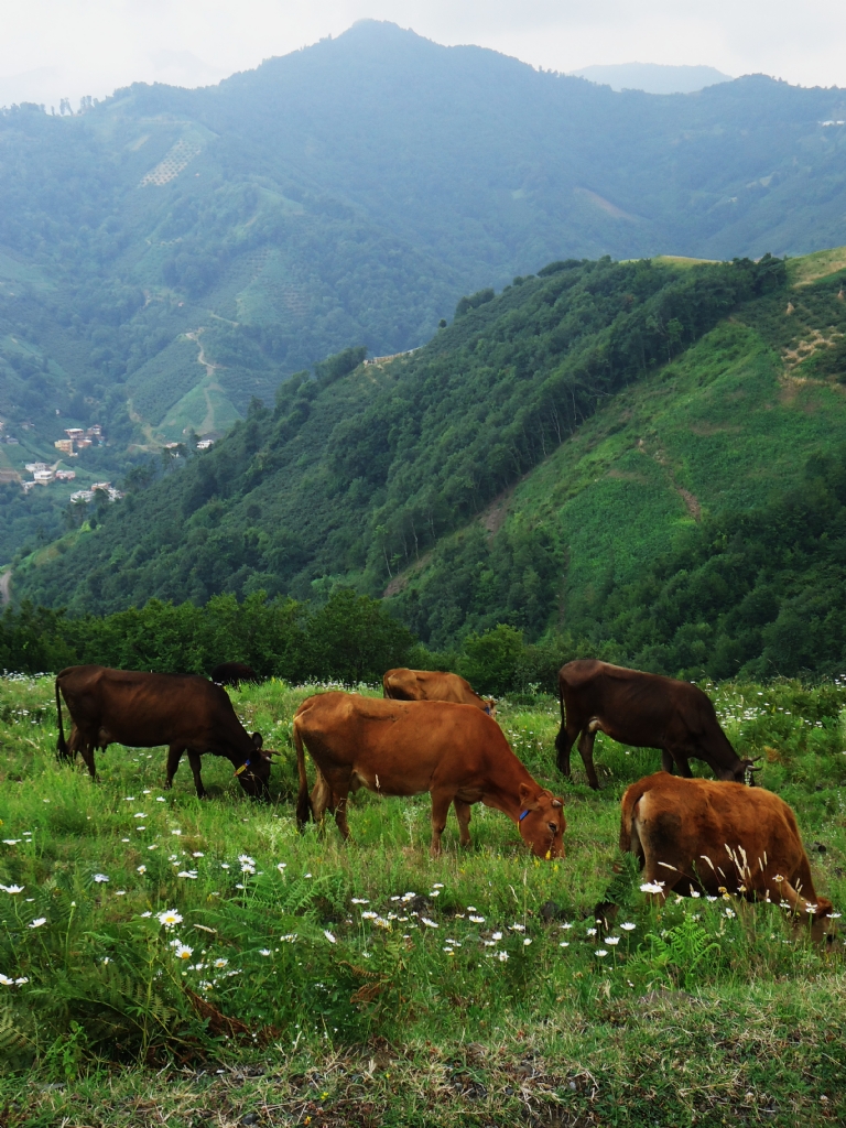 Karadeniz'den