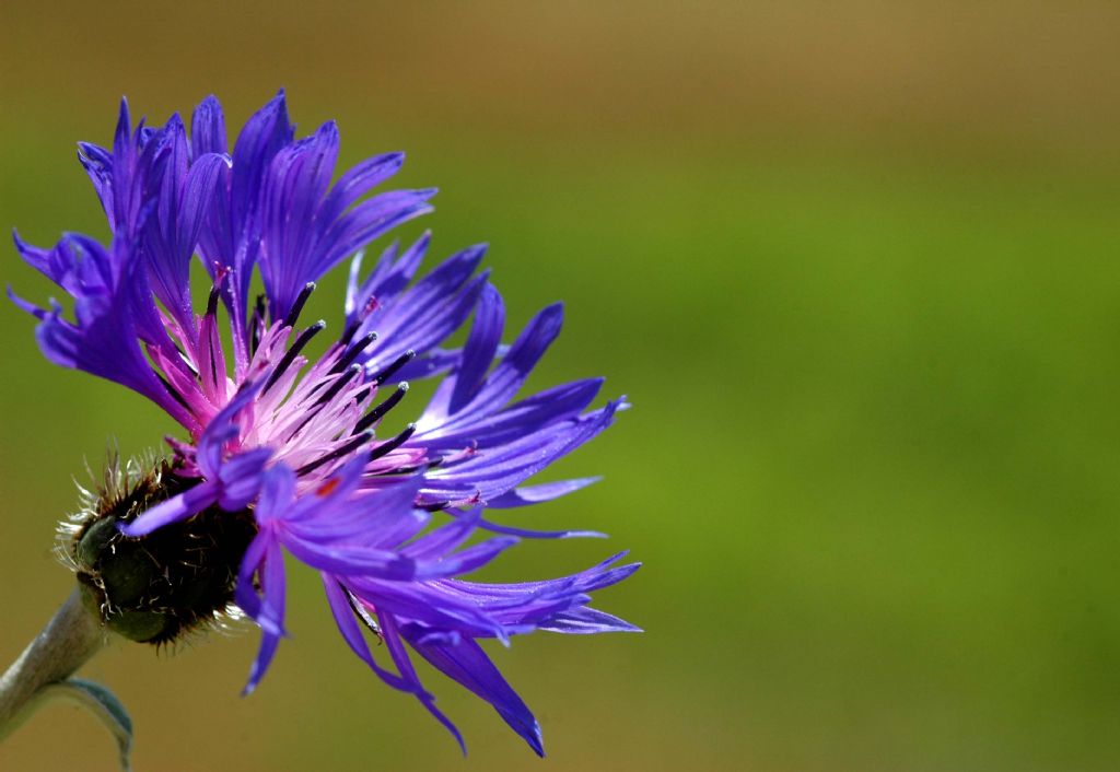 Hay�rl� Kandiller