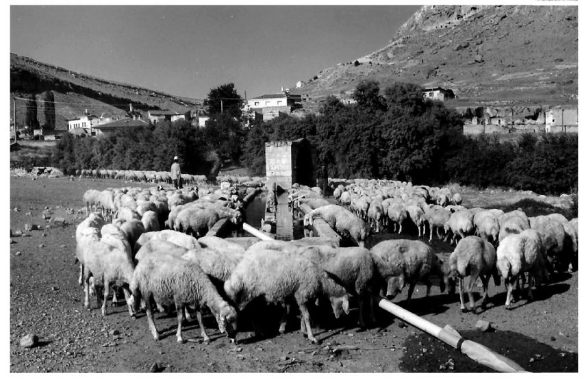 Koyunlar ve kuzular_1