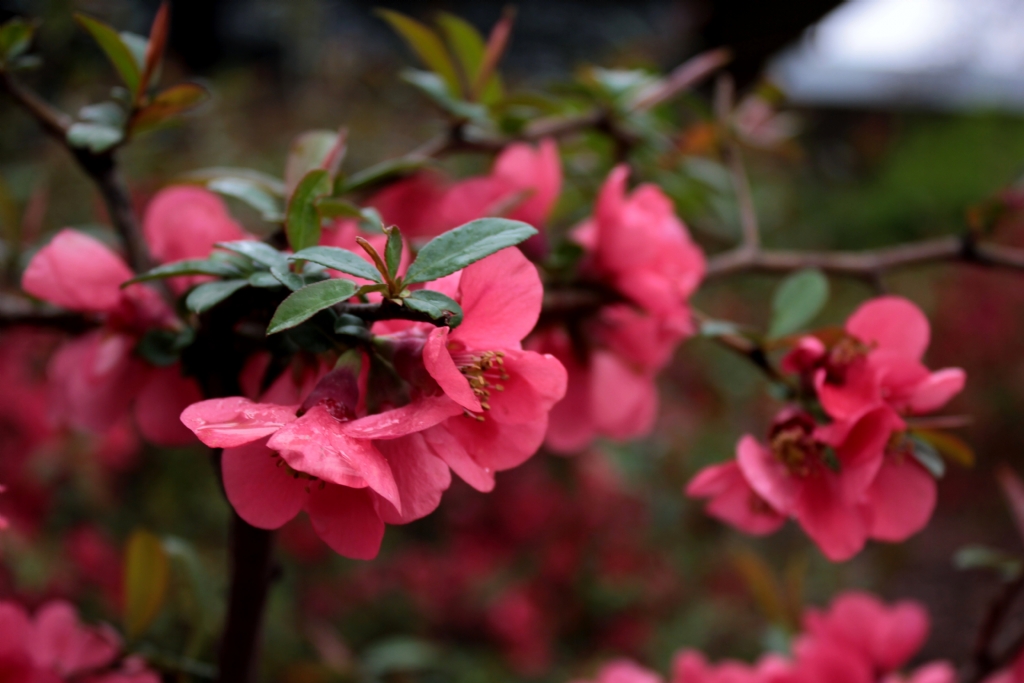 Ankara'nn bahar da baka :)