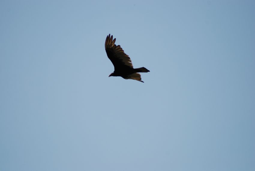 Kartal (Amerikan Kasa)   :)