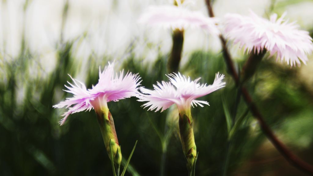 karanfillerin yansmas