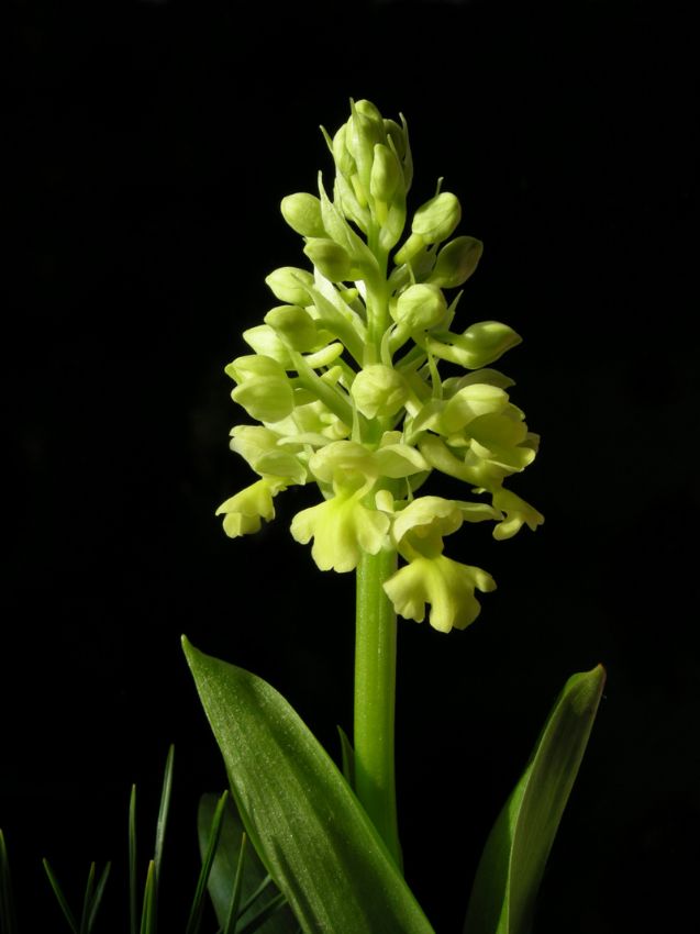 orchis pallens