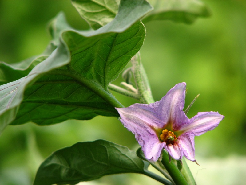 patl�can �i�e�i