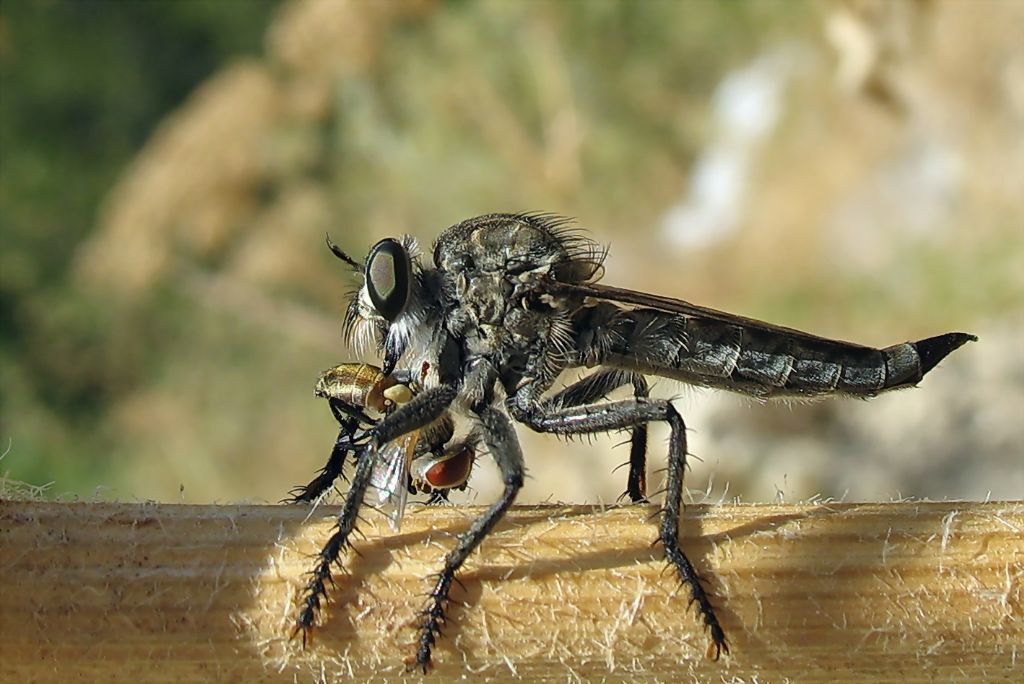 Yol Kesen Sinek (Asilidae)