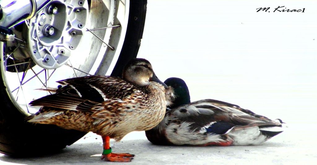 maceraperest �rdekler