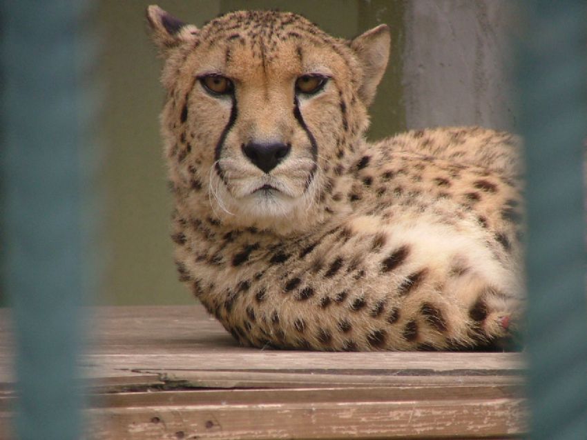 Leopar