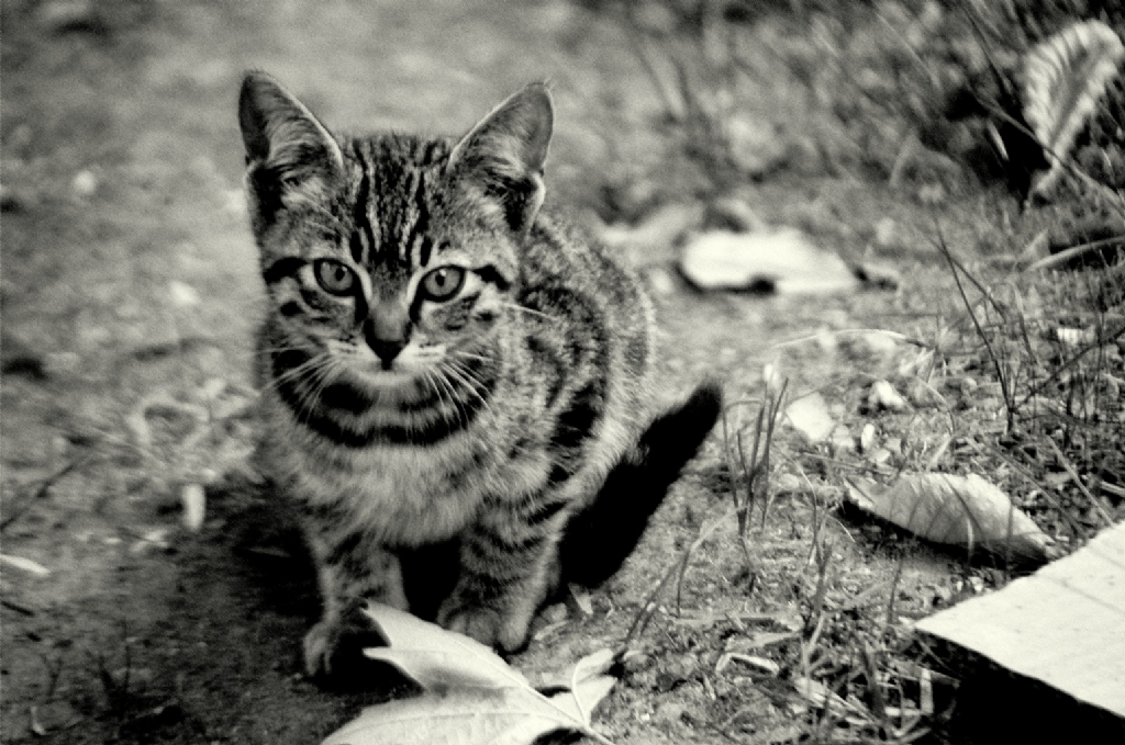 Glhanede bir Kedi yavrusu...