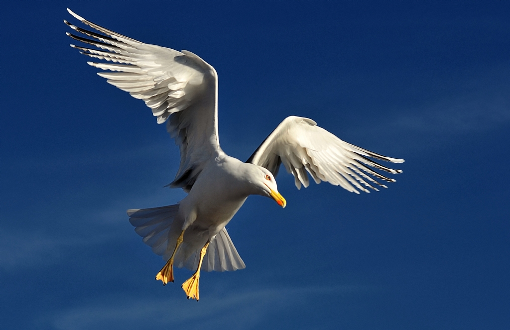 Denizlerin efendisi...