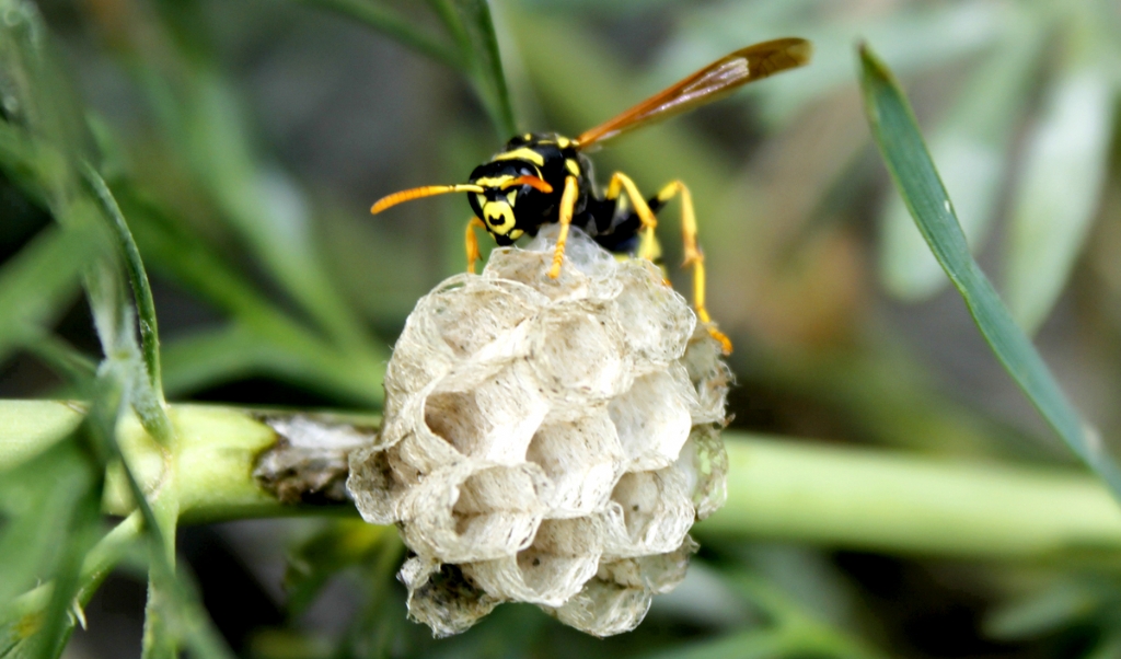 E�ek Ar�s�n�n �yk�s�