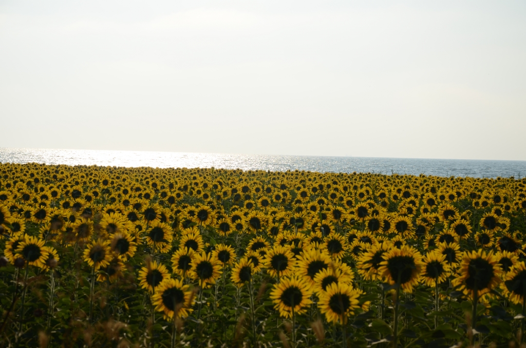 g�ne mi bakan bana m� bakan