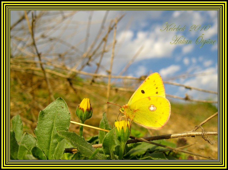 Kelebe�im...