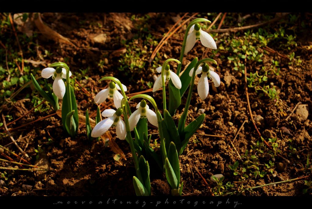 ..Bahar�n M�jdecileri..