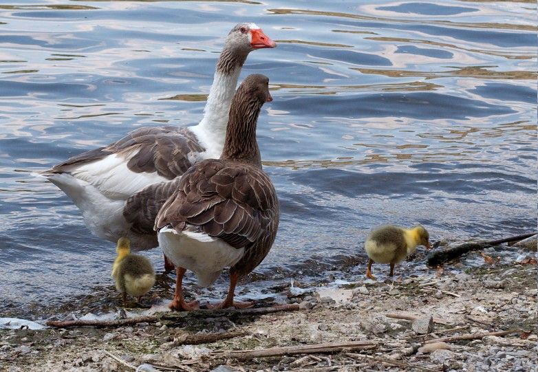 Hafta sonu aile gezisi