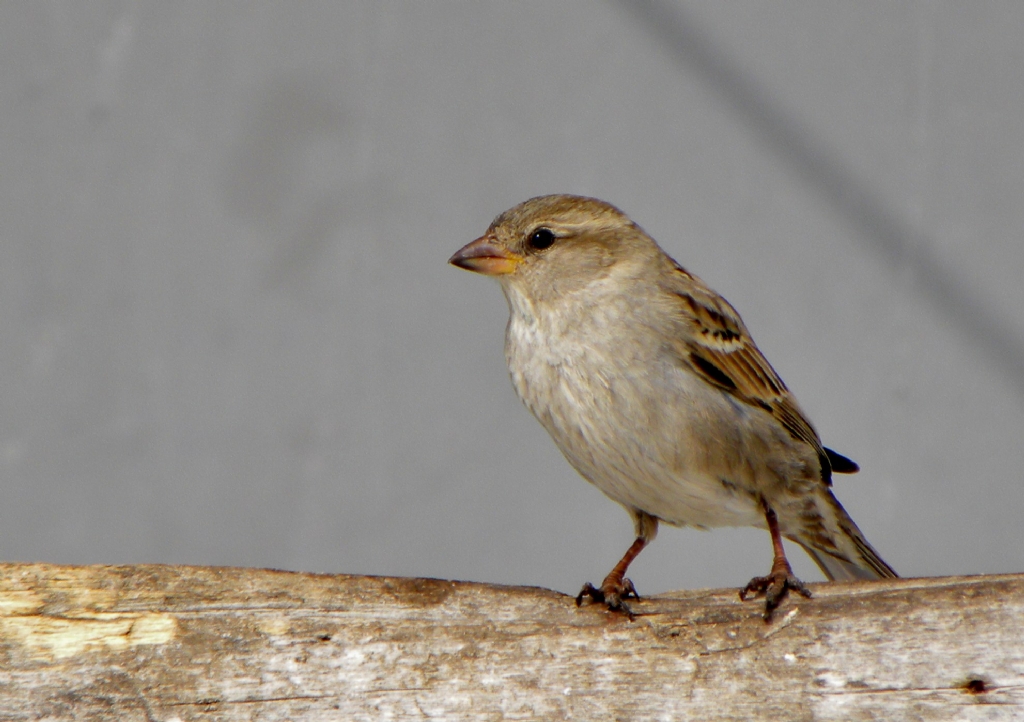 durgun sessiz sakin son