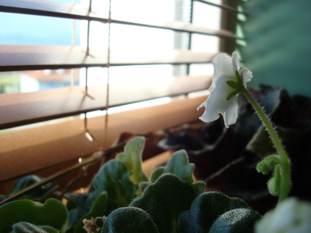 Menek�emin g�zleri yollarda..